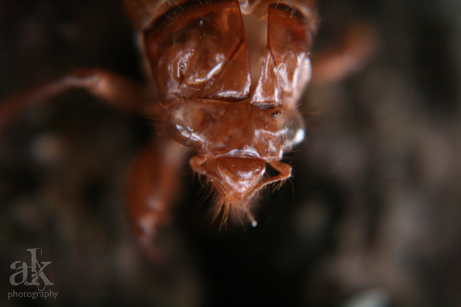 Auckland Adventures | Cicada Paradise | Anjali Kay Photography | New Zealand