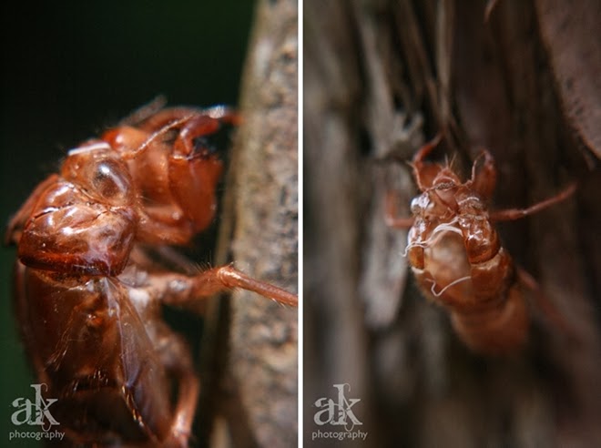 Auckland Adventures | Cicada Paradise | Anjali Kay Photography | New Zealand
