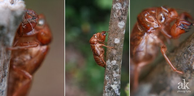 Auckland Adventures | Cicada Paradise | Anjali Kay Photography | New Zealand