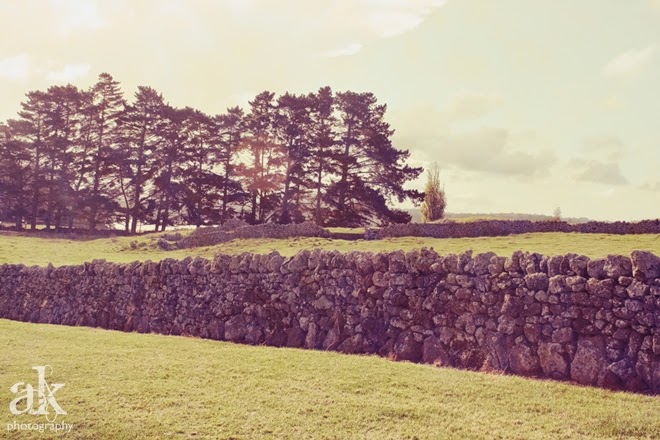 Auckland Adventures | Avocado Orchard | Anjali Kay Photography | New Zealand