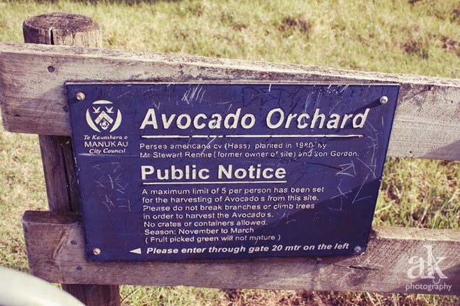 Auckland Adventures | Avocado Orchard | Anjali Kay Photography | New Zealand