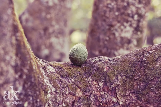 Auckland Adventures | Avocado Orchard | Anjali Kay Photography | New Zealand