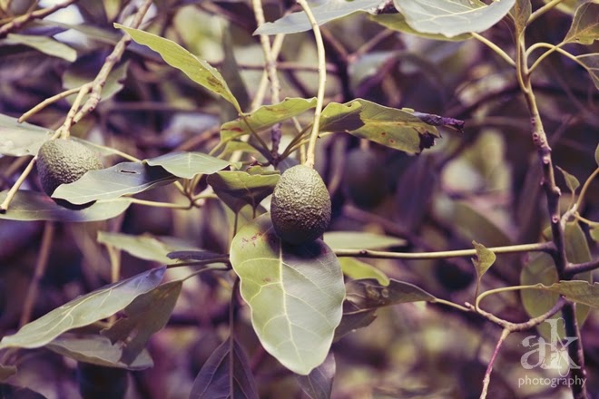 Auckland Adventures | Avocado Orchard | Anjali Kay Photography | New Zealand