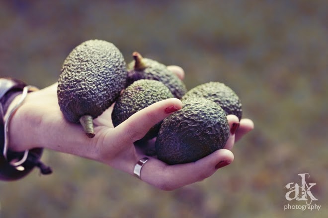 Auckland Adventures | Avocado Orchard | Anjali Kay Photography | New Zealand