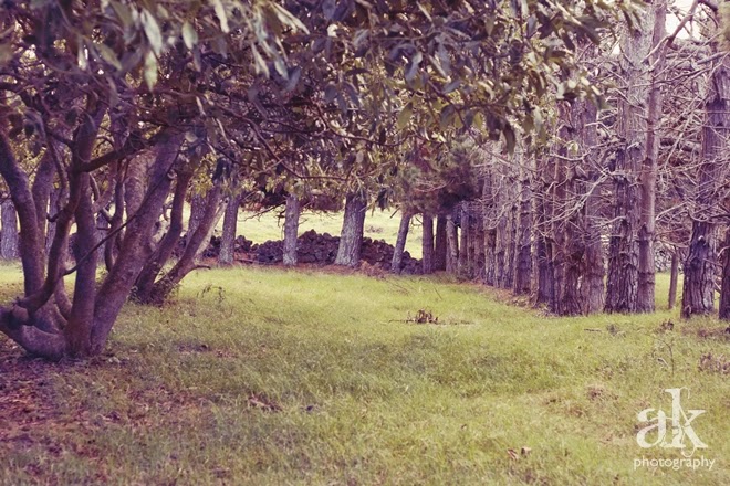 Auckland Adventures | Avocado Orchard | Anjali Kay Photography | New Zealand