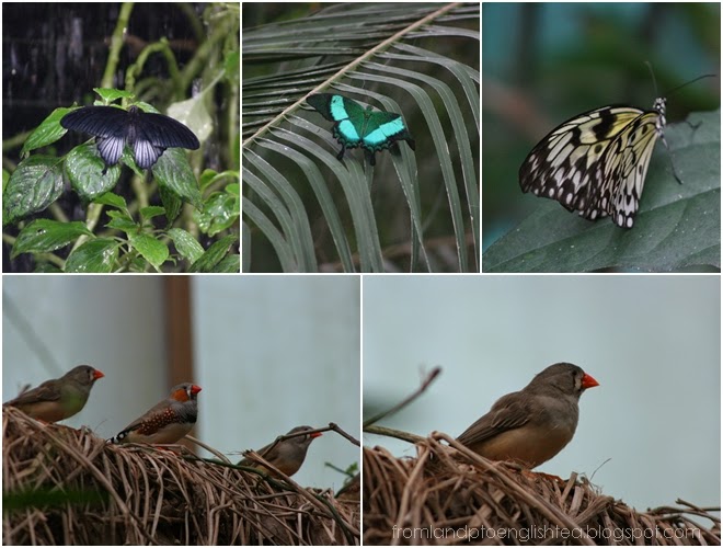Auckland Adventure | Butterfly Creek New Zealand. Anjali Kay Photography. 