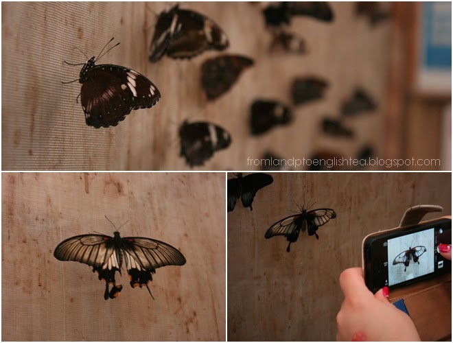 Auckland Adventure | Butterfly Creek New Zealand. Anjali Kay Photography. 