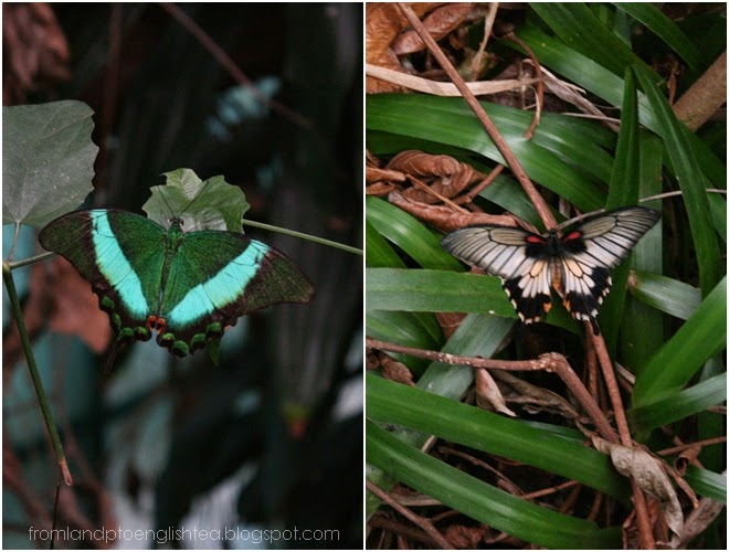 Auckland Adventure | Butterfly Creek New Zealand. Anjali Kay Photography. 