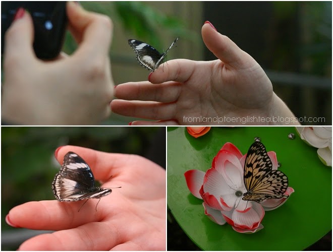 Auckland Adventure | Butterfly Creek New Zealand. Anjali Kay Photography. 