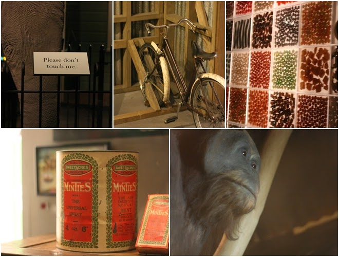 Auckland Adventures. Auckland Museum. New Zealand. Anjali Kay Photography. From L&P to English Tea. 