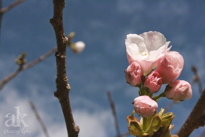 Spring. Anjali Kay Photography. Spring. Anjali Kay Photography.