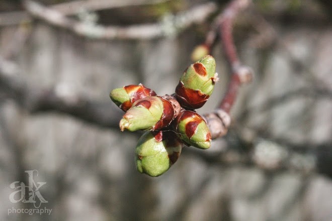Spring. Anjali Kay Photography. Spring. Anjali Kay Photography.
