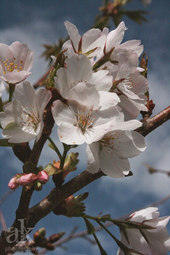 Spring. Anjali Kay Photography. Spring. Anjali Kay Photography.