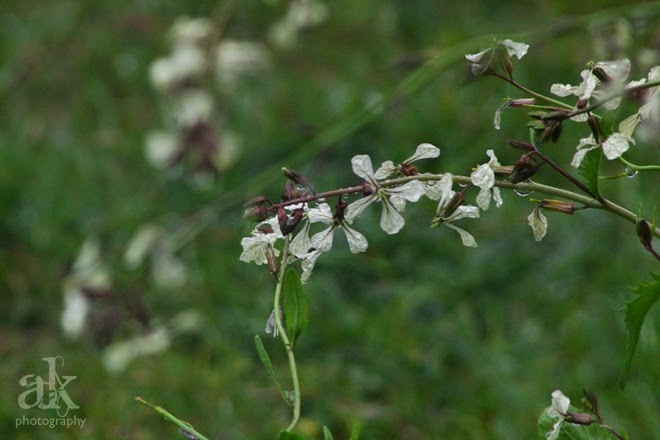 Spring. Anjali Kay Photography. Spring. Anjali Kay Photography.