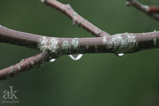 Spring. Anjali Kay Photography. Spring. Anjali Kay Photography.