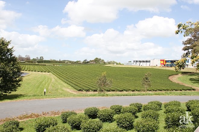 View of the tea planation at Zealong Tea Estate. This Splendid Shambles.