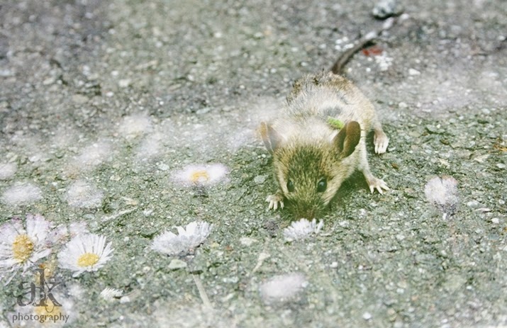 Overlaying Photographs mouse