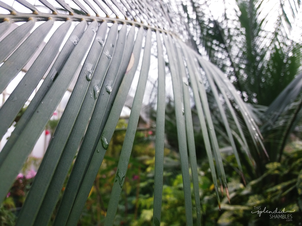 auckland wintergardens
