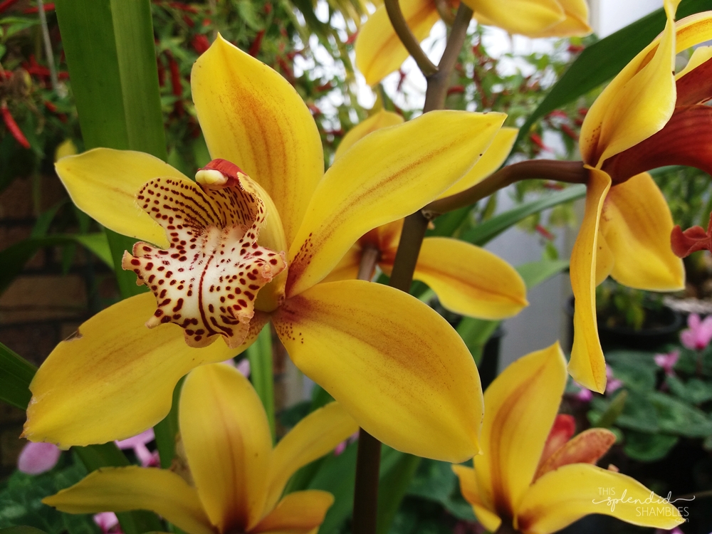 auckland wintergardens