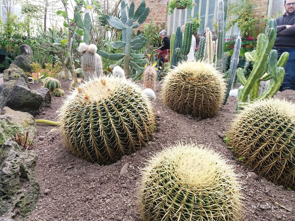 auckland wintergardens