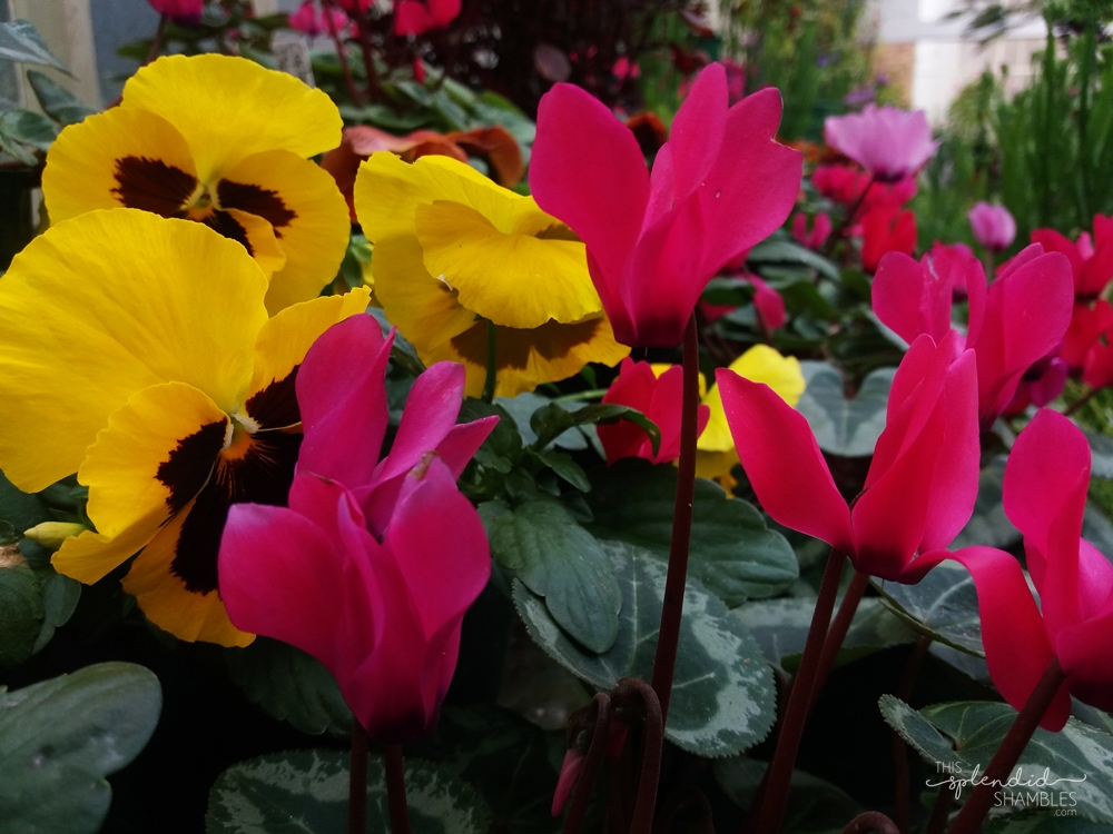 auckland wintergardens