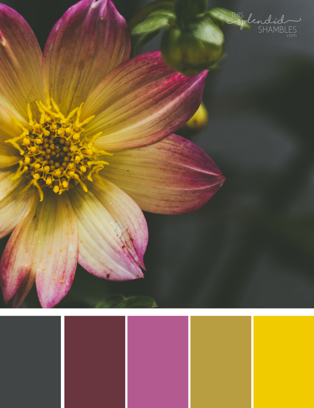Colour Cluster purple and yellow flower Colour Cluster purple and yellow flower