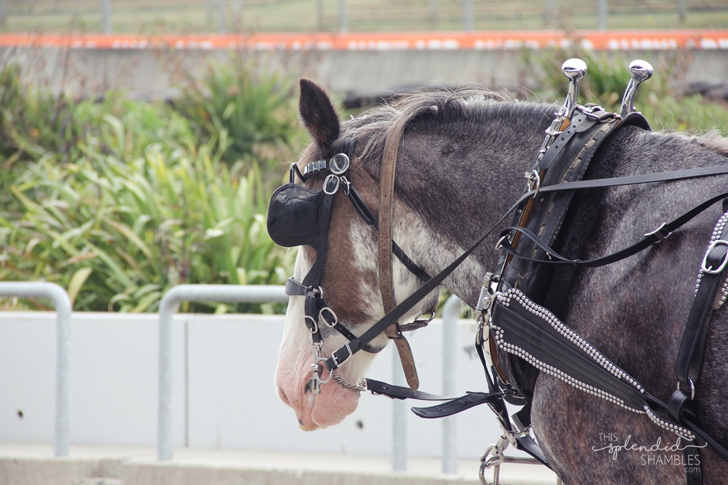 Stampede Music Festival NZ