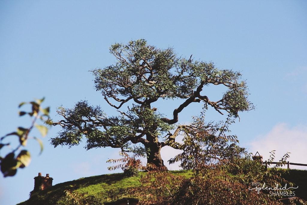 3 reasons Hobbiton is worth a second visit