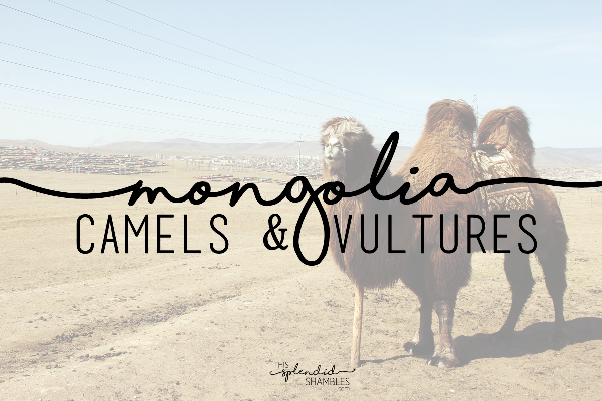 Mongolia Camels and Vultures