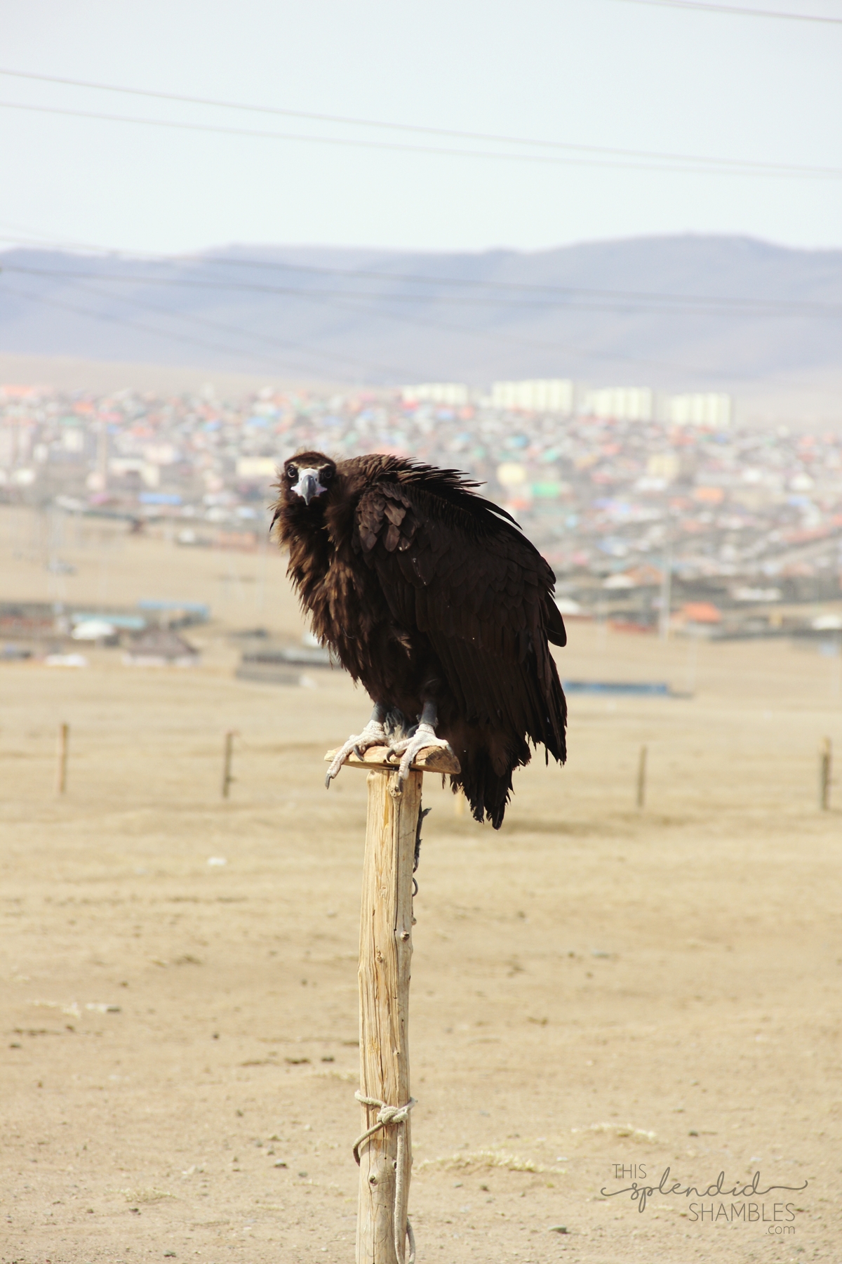 camels and vultures mongolia 1
