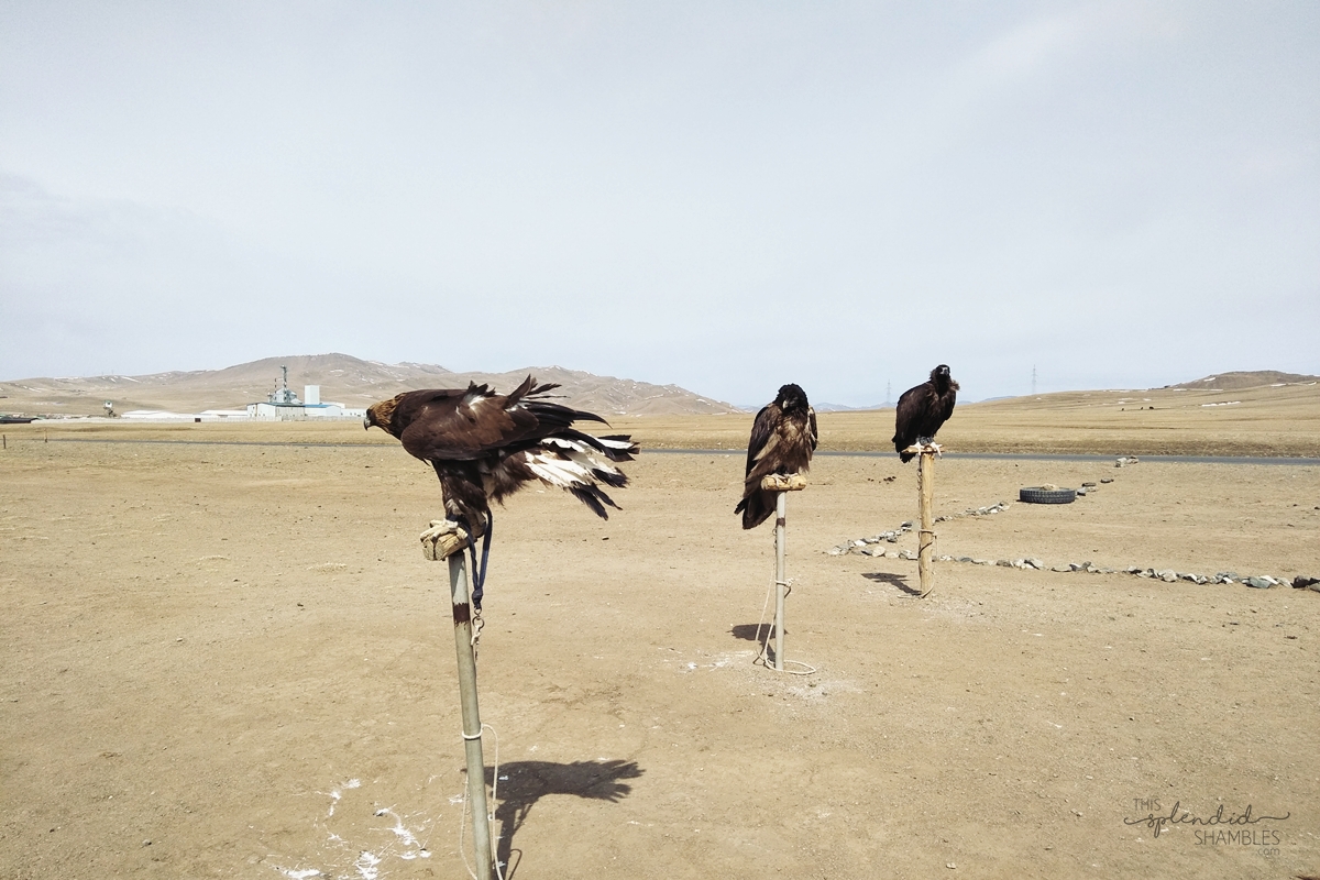 camels and vultures mongolia 1
