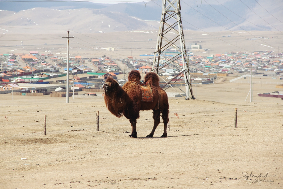 Mongolian 2-humped camel