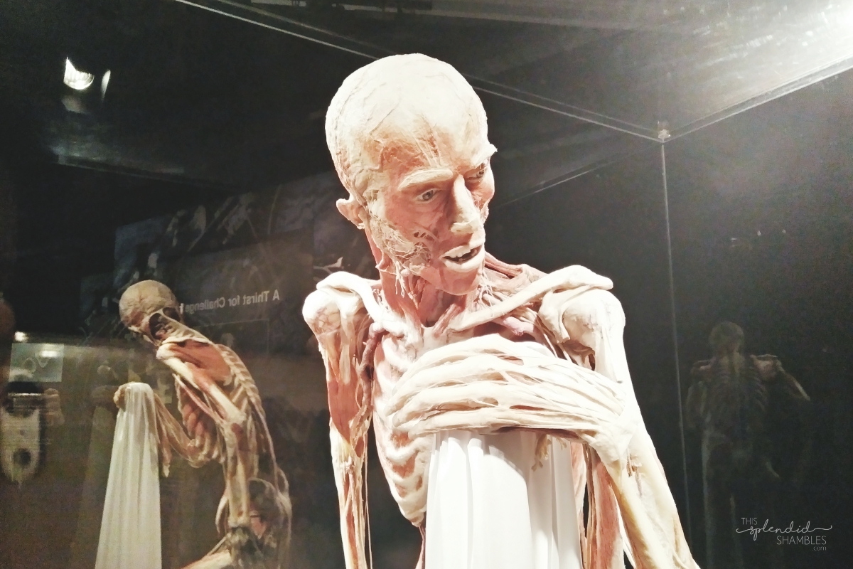 Body Worlds Exhibition VITAL Auckland New Zealand Man