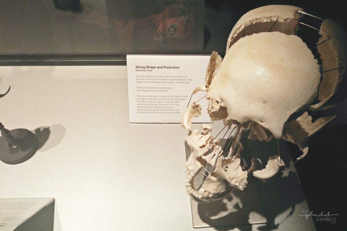 Body Worlds Exhibition VITAL Auckland New Zealand Skull