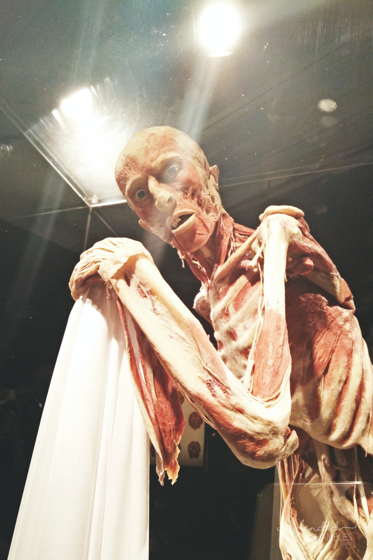 Body Worlds Exhibition VITAL Auckland New Zealand close up