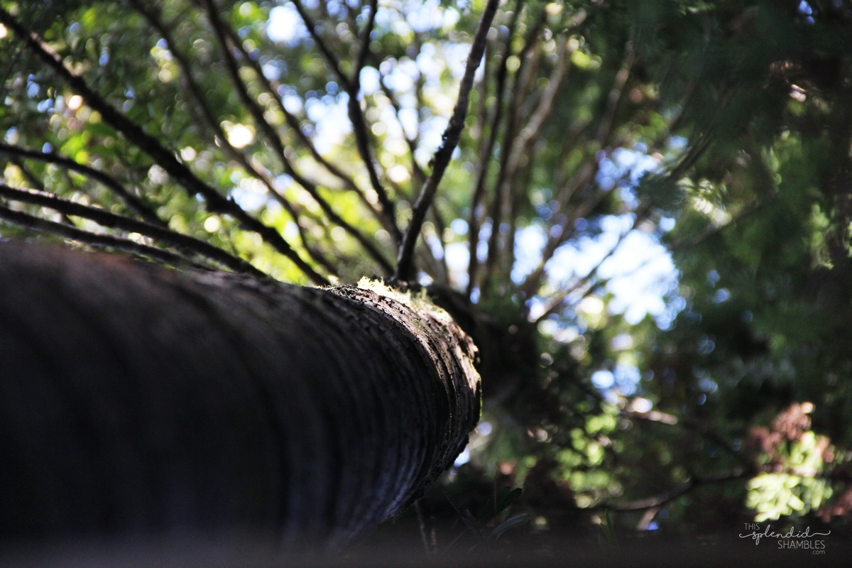 Brick Bay Sculpture Trail 2018