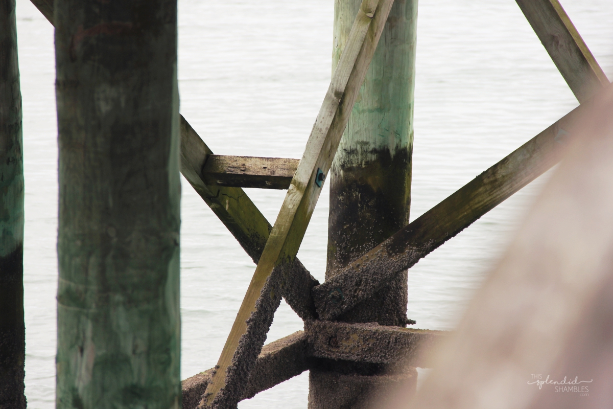 Kaipara Harbour New Zealand