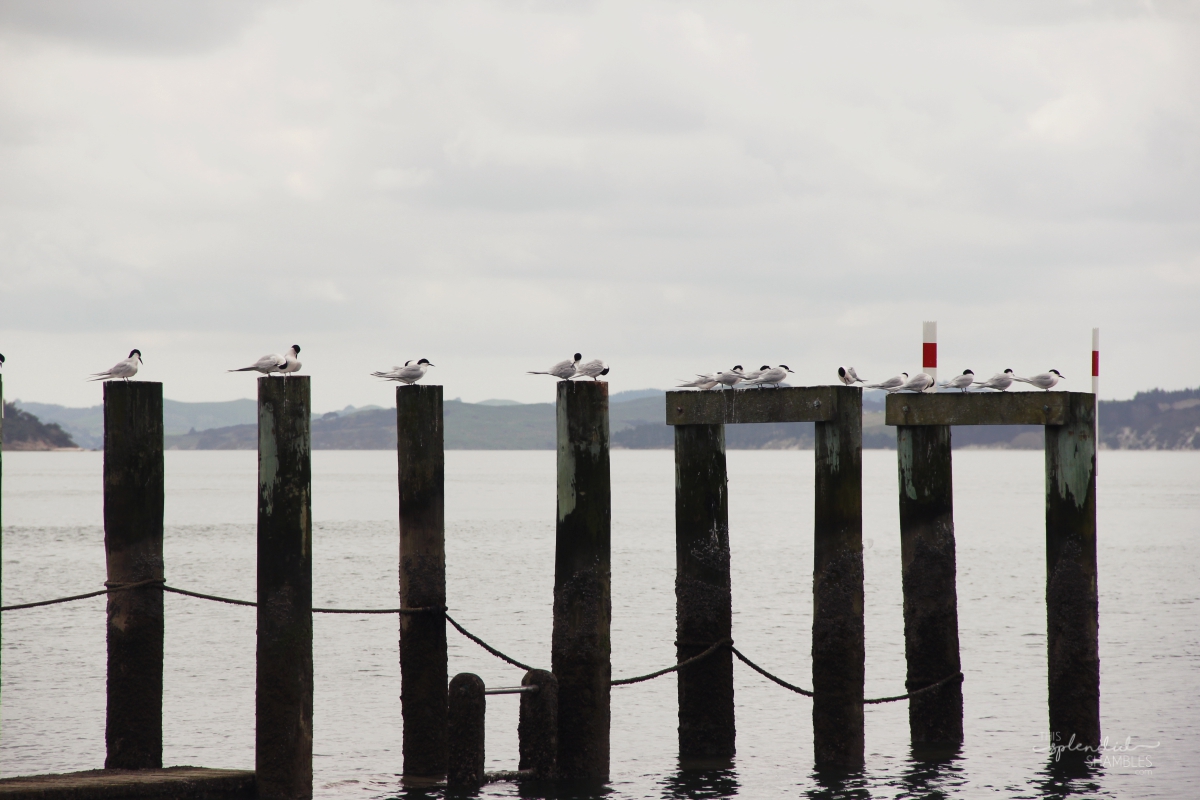 Kaipara Harbour New Zealand