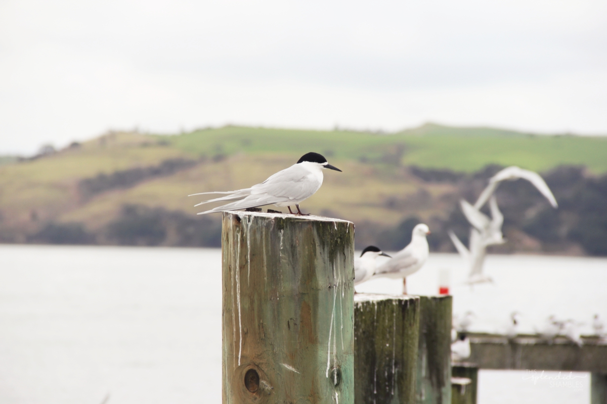 Kaipara Harbour New Zealand