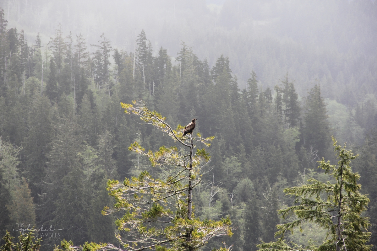 An eagle at the The Astoria Column, Astoria, Oregon, America