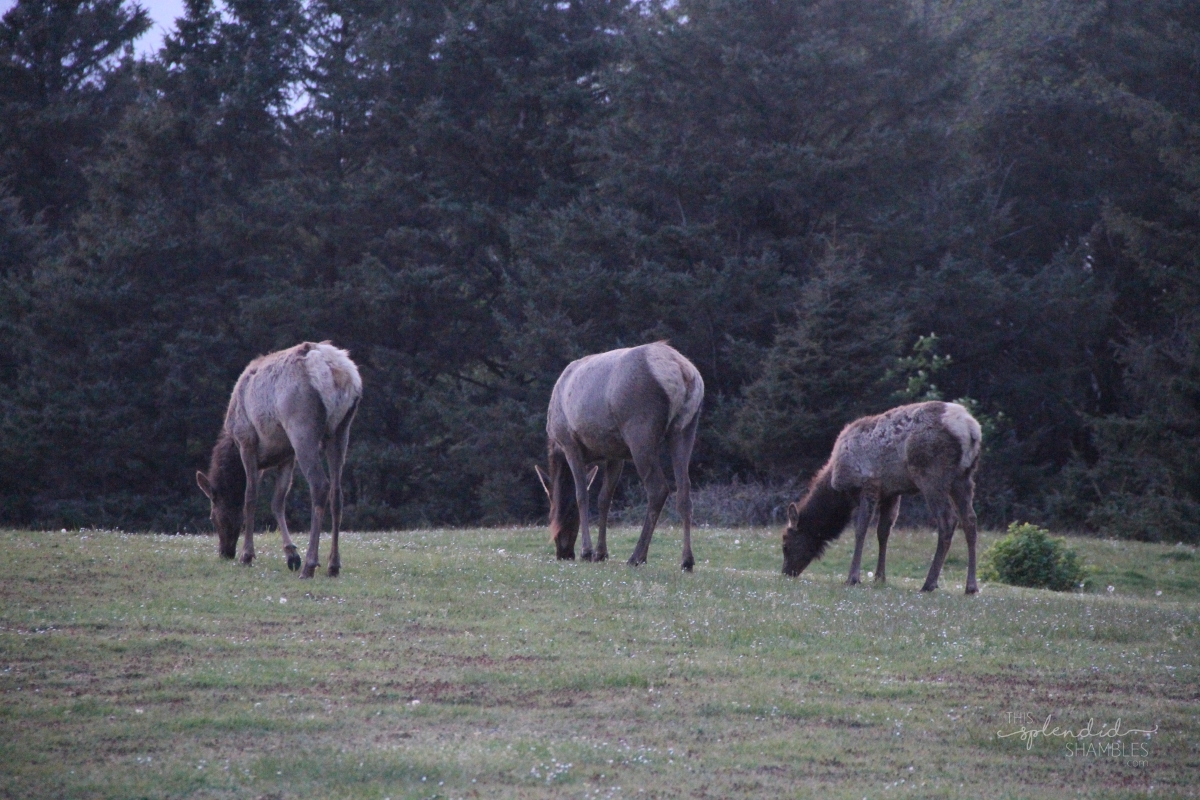 Elk at Cannon Beach Oregon America