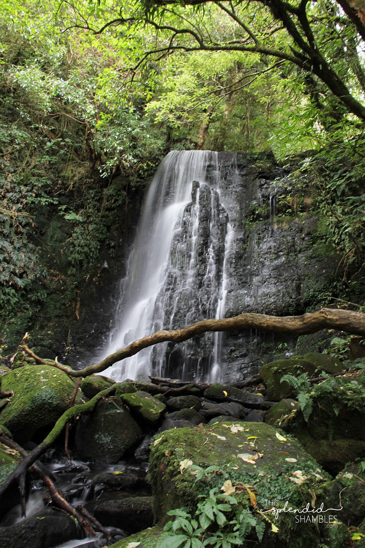 Matai Falls The Catlins This Splendid Shambles